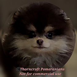 Chocolate And Tan Pomeranian starting his puppy uglies stage. Teenager phase