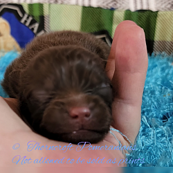 Solid Chocolate Colour Pomeranian puppy at a few days old