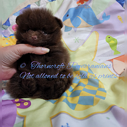 Solid Chocolate Colour Pomeranian at 9 weeks