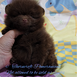 Solid Chocolate Colour Pomeranian at 9 weeks