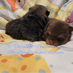 Left hand side is a Wolf Sable Colour and on right is a Chocolate And Tan Colour Pomeranians at 3 weeks