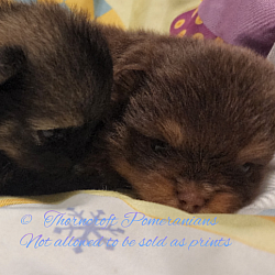 Wolf Sable on left and Chocolate and Tan Colour on the right