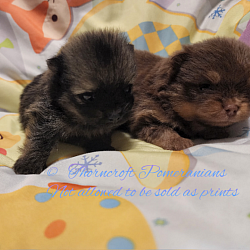 At 3 weeks of age their coats start to grow thicker and puff.