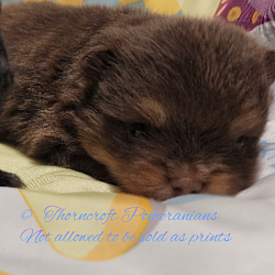 Chocolate And Tan Colour Pomeranians have the same Tan markings as Black and Tan do, with the Tan points.
