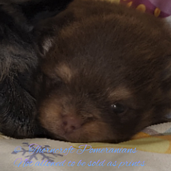 Beautiful facial markings giving even more expression with the Tan points.